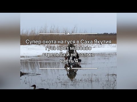 Видео: Супер охота на гуся / Саха Якутия / гусь прет массово / часть 4