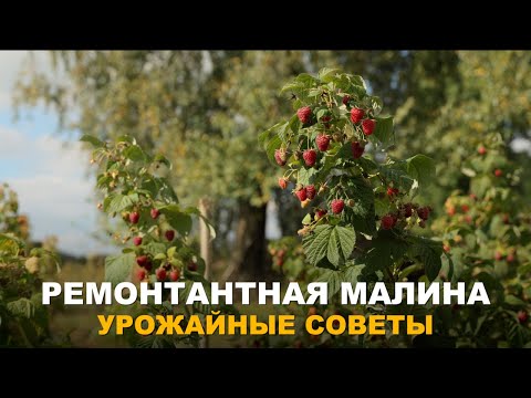 Видео: СДЕЛАЙТЕ ЭТО С МАЛИНОЙ СЕЙЧАС, И РЕЗУЛЬТАТ ВАС ПОРАЗИТ. Нормировка и уход за ремонтантной малиной.