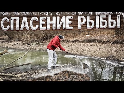 Видео: МАССОВЫЙ МОР РЫБЫ В ЗАПОРОЖЬЕ 13.01.23. ВОДА УШЛА ИЗ ДНЕПРА!