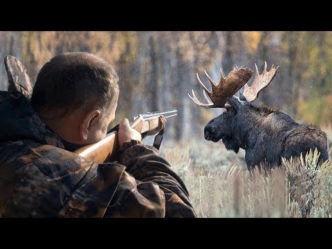 Видео: Охота на Огромного Лося