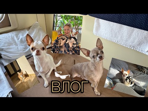 Видео: ВЛОГ/vlog🐶🐶 Лечение собаки, прогулки в роще, походы по заведениям)) Чихуахуа в деле!
