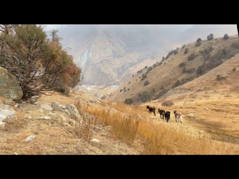 Видео: Кузгу Кичи Алай