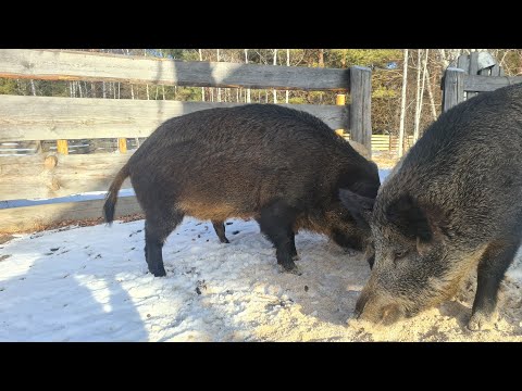 Видео: вернулись кабаны🐗 готовим пиццу в русской печи🍕жарим стейки🥩