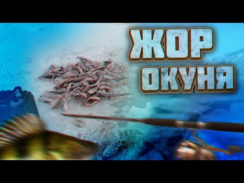 Видео: НАЧИНАЮ РЫБАЛКУ НА ЖЕРЛИЦЫ \ ЗА ЖИВЦОМ ВОЗЛЕ ДОМА \ ОКУНЬ КАК ИЗ ПУЛЕМЕТА \ КОТУ, СЕБЕ И ЩУКЕ ЕСТЬ!!