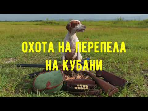 Видео: Охота на перепела на Кубани / Лайка ловит перепелок / нашли клад