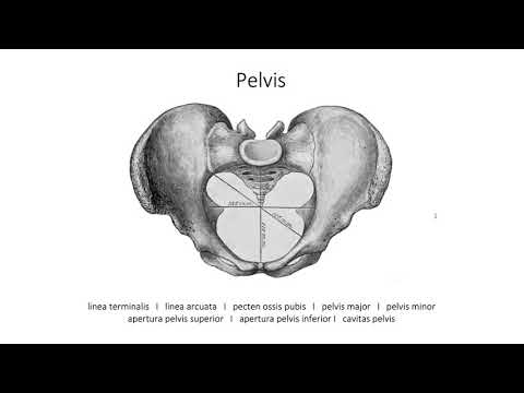 Видео: Свързвания на костите на таза (6:09) ┃teoriyata.com