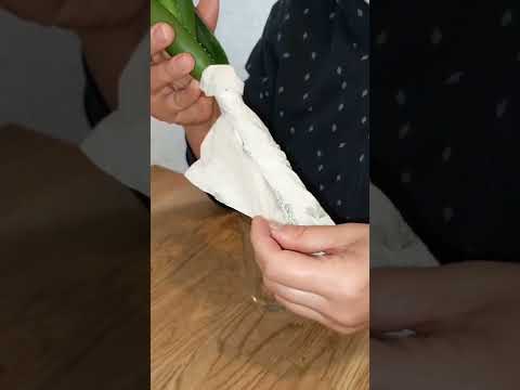 Видео: Укоренение Алоэ. Без воды, песка и земли ! 100 % результат. Попробуйте сами и поделитесь с друзьями!