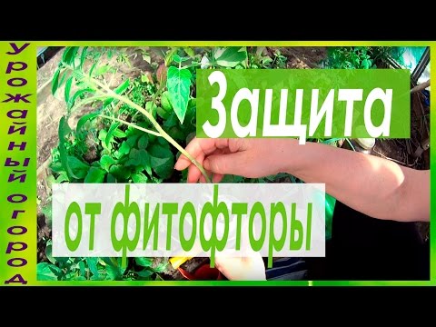 Видео: СУПЕР ЗАЩИТА ОТ ФИТОФТОРЫ!!!САМЫЕ ЛУЧШИЕ СРЕДСТВА!