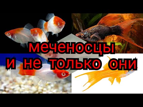 Видео: Необычный но очень красивый меченосец