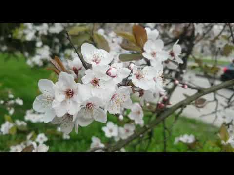 Видео: Ужгород весняний 3ч.