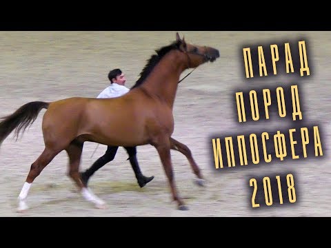 Видео: Парад Пород - Разные породы лошадей /Конная выставка #Иппосфера 2018 #Hipposphere