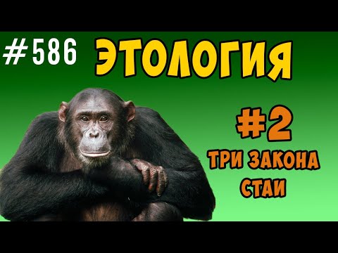 Видео: этология. три закона стаи