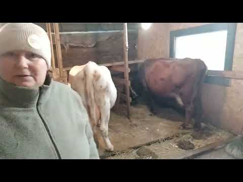 Видео: @деревенскаяжизнь! У нас потоп! У природы нет плохой погоды! Сарай +и - не делайте так!