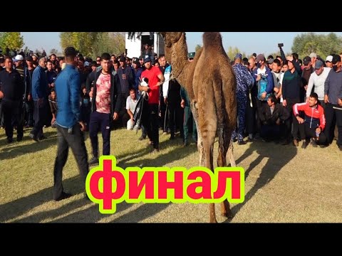 Видео: КУРАШ СУРХОНДАРЁ УЗУН ФИНАЛ