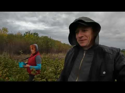 Видео: 🟥Чи варто вкладати в малину?