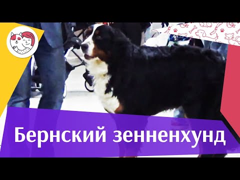 Видео: Бернский зенненхунд на ilikepet. Особенности породы, уход