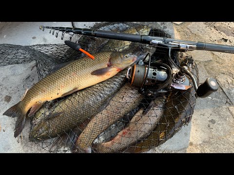 Видео: Կողակի ձկնորսություն Հայաստանում 2025/ Рыбалка на храмулю в Армении 2025