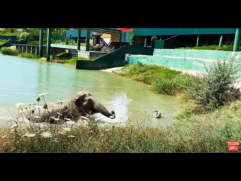 Видео: Слониха Джени просто НЕНАВИДИТ смелого пеликана!