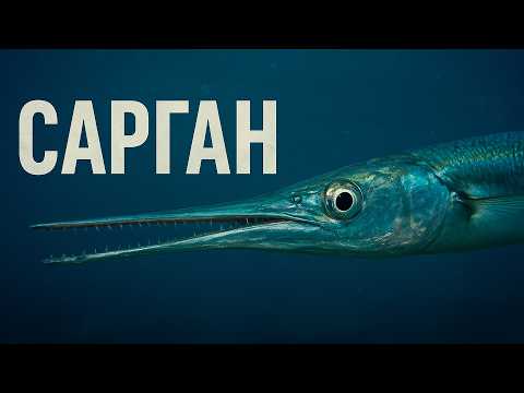 Видео: САРГАН - Необычный хищник моря. Всё о необычной рыбе коротко. Факты, ловля, кухня!