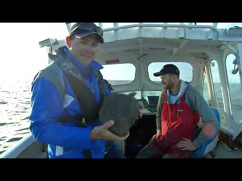 Видео: Рыба-меч и камни