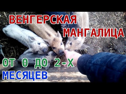 Видео: Венгерская мангалица от 0 до 2-х месяцев. Как растут поросята венгерской мангалицы.