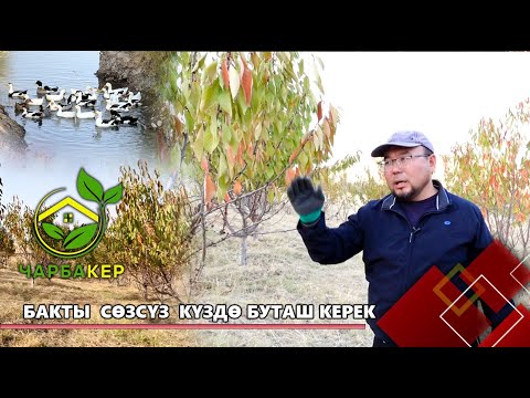 Видео: Бакты сөзсүз күздө буташ керек // ЧАРБАКЕР берүүсү