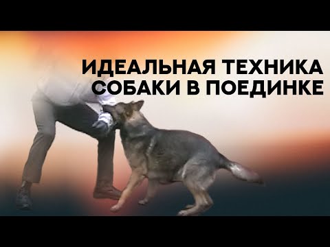 Видео: Подготовка собак для боевого применения. Идеальная техника боя с врагом. Dog and human fight.