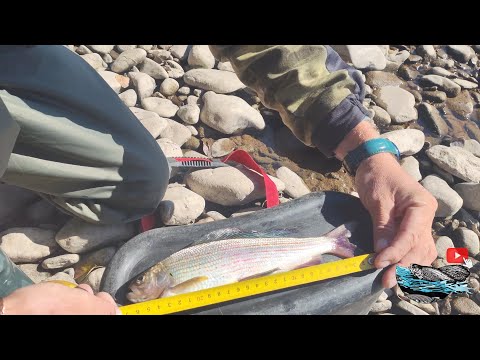 Видео: Ну вот и Осенняя рыбалочка.Крупный Хариус,и не большие Ленки.#fishing#рыбалка#ловим#хариус#ленок