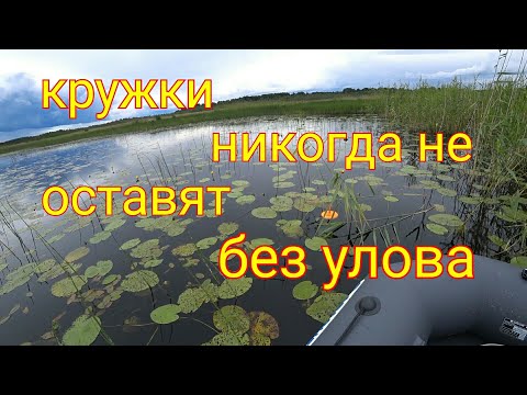 Видео: Ловля на кружки щуки и окуня