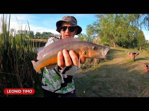 Видео: 🏕️ КАМПИНГ, ШАШЛЫК и РЫБА-ХИЩНИК! Невероятная ВЫЛАЗКА