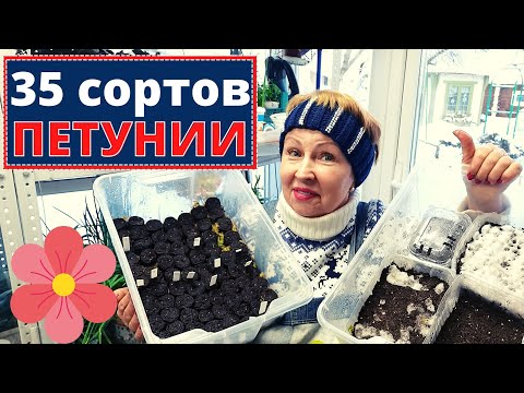 Видео: ПЕТУНИЯ посеяла 35 сортов из профессиональных семян двумя любимыми способами