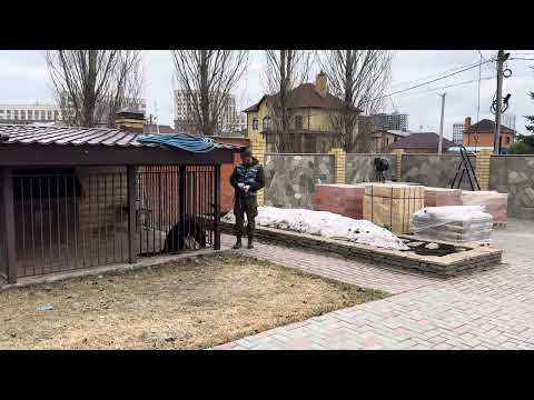 Видео: 552. Выход из вольера.