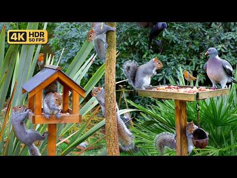 Видео: [NO ADS] Кино Для кошек и собак 😸 Птицы и белки в саду 🕊️ птички для кошек