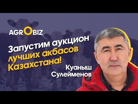 Видео: Содержание и откорм Акбасов. Как улучшить генетику Казахской Белоголовой породы? | Шалабай | Eldala