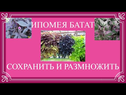 Видео: Ипомея батат.Подготовка к зимовке.Мой способ сохранения . Черенкование и укоренение ипомеи.