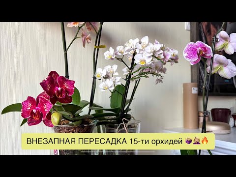 Видео: Закрытая и классическая системы - ИДЕАЛЬНАЯ пересадка!🔥🔥🔥