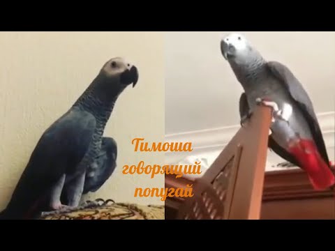 Видео: Тимоша говорящий попугай, порода Жако. Подборка видео №1