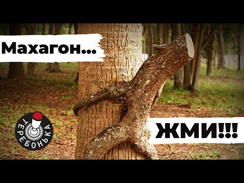 Видео: Дерево отличается на ощупь при игре. Правы слухачи или нет?