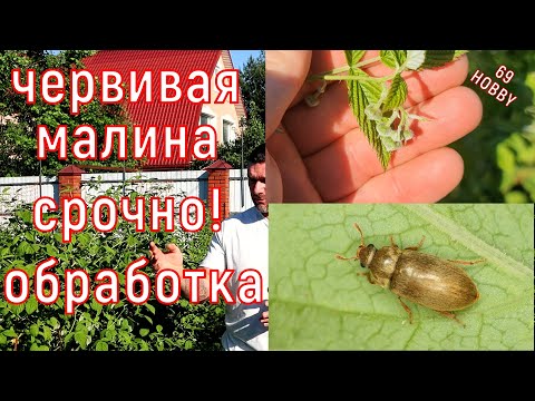 Видео: Червивая МАЛИНА! Не пропусти малинного жука! Защищаем урожай