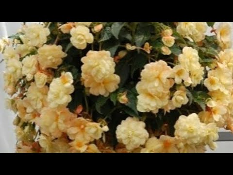 Видео: 🆘🆘🆘Бегония- черенок пропадает у подписчицы,я спешу на помощь‼️🚑🚑🚑#бегония #бегонии