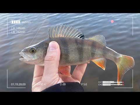 Видео: Капризный окунь на микроджиг. Попробуй поймай!