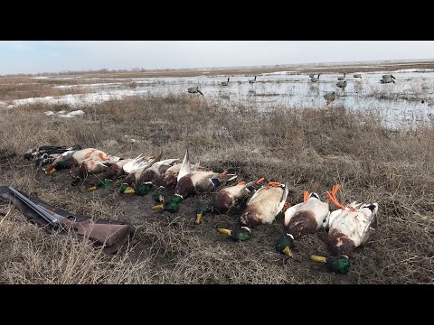 Видео: ХОТЕЛ ГУСЯТИНЫ А ДОСТАЛИСЬ УТКИ, ОТКРЫТИЕ ВЕСЕННЕЙ ОХОТЫ 2022