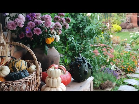 Видео: Вересень в саду🍂.Злаки,троянди восени,пізньоцвіт,формовані дерева,осінній декор, ландшафтний дизайн