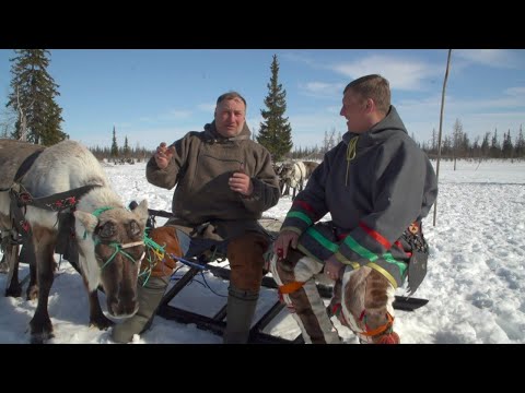 Видео: Оленеводы Ямала каслают на Север Изьватас олэм 11.05.2022 г.