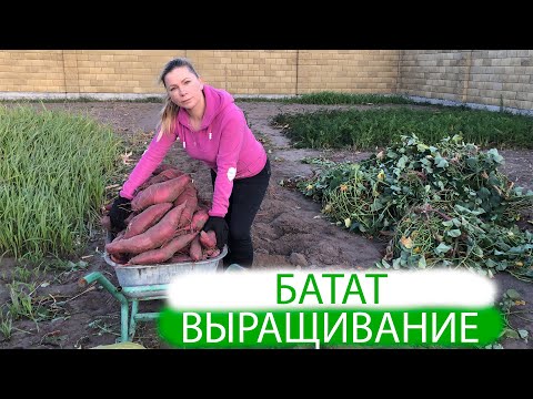 Видео: Батат | выращивание ПРОСТО