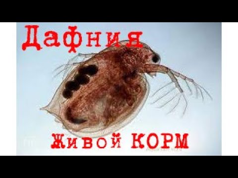 Видео: Миллион дафний Кормление рыбок дафнией Живой корм для рыбок