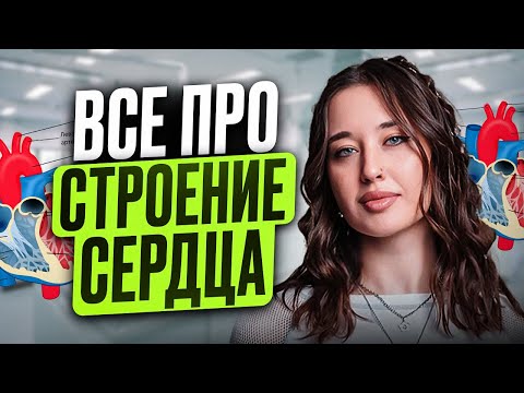 Видео: Самое основное, что нужно знать про СТРОЕНИЕ СЕРДЦА за 1 видео / Круги КРОВООБРАЩЕНИЯ для ОГЭ по био