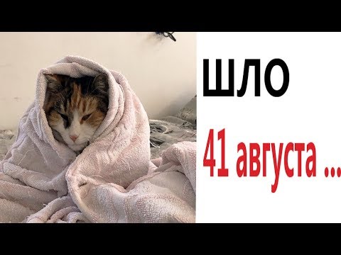 Видео: Лютые приколы. ШЛО 41 АВГУСТА!!! Попробуй не засмеяться! РЖАКА ДО слёз! – Domi Show!