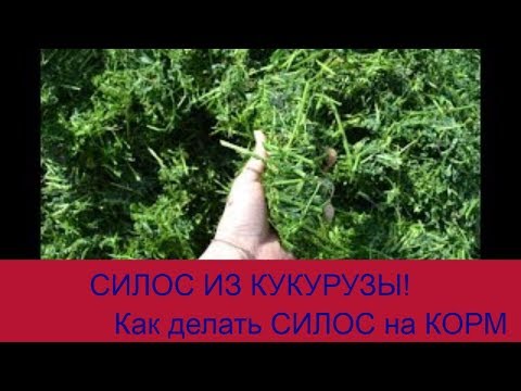 Видео: Силос из кукурузы! " Зернодробилка молотковая "КИЭ-5