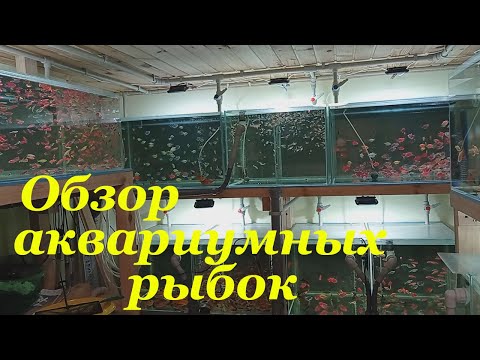 Видео: Моя миниразводня Обзор аквариумных рыбок